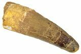 Fossil Spinosaurus Tooth - Real Dinosaur Tooth #267542-1